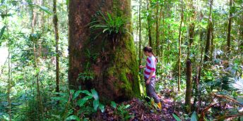 V Bruneji začali čeští vědci působit již v roce 2007 a od té doby se soustavně věnují výzkumu tropických lesů Bornea.