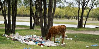 Tele krmící se na plastových odpadcích v Národním parku Gorkhi-Terelj, Mongolsko. Co nesežerou volně se pasoucí hospodářská zvířata, dostane se do půdy, je odneseno větrem nebo to spláchne voda při povodních. Foto: Václav Pecina