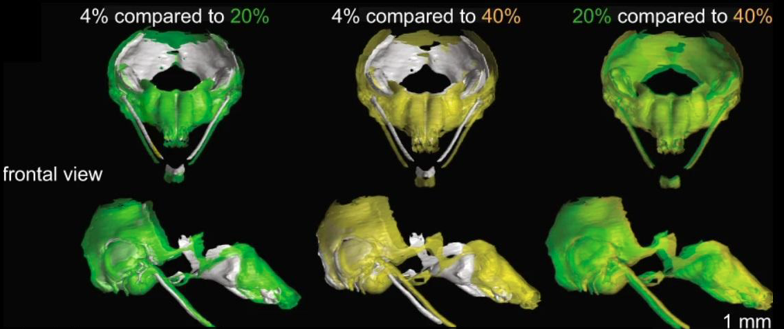 3D modely chrupavčité tkáně myších embryí vytvořené pomocí rentgenové výpočetní mikrotomografie. Rozdílné barvy modelů znázorňují různé bílkovinné diety.