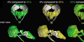 3D modely chrupavčité tkáně myších embryí vytvořené pomocí rentgenové výpočetní mikrotomografie. Rozdílné barvy modelů znázorňují různé bílkovinné diety.