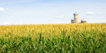 Kukuřice je druhá nejrozšířenější GM plodina. Používá se především jako krmivo, dováží se ze Severní a Jižní Ameriky. Plocha osázená kukuřicí se v ČR stále snižuje.